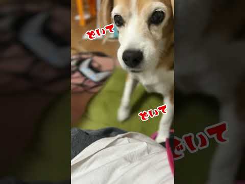 【保護犬】主を強制退去させるビーグル犬。【Beagle Dog】