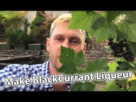 Video: Paano Maghurno Ng Liqueur-impregnated Blackcurrant Pie