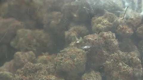 OLCC unanimously votes to enact temporary cannabis retailer tax rules