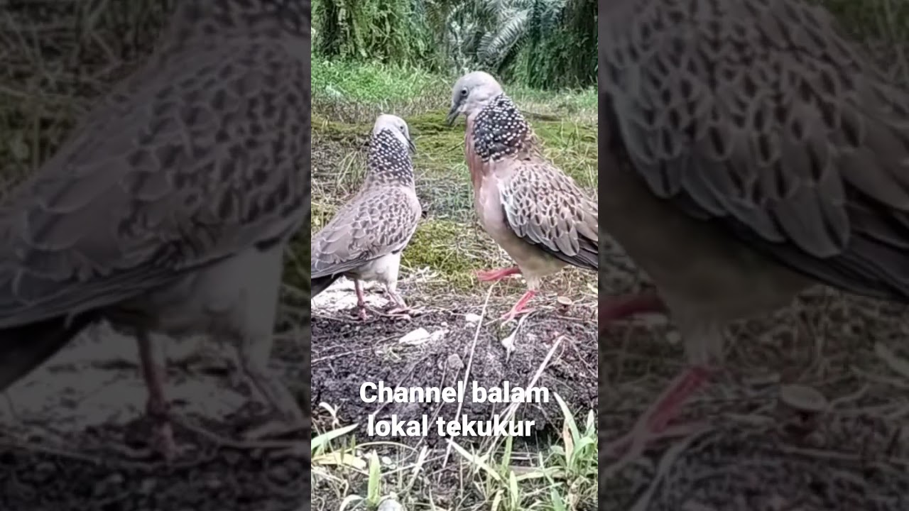 pikat tekukur vs burung sawit