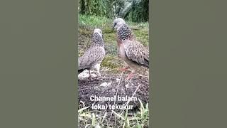 pikat tekukur vs burung sawit