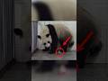 A Baby Panda is Born to a Female Panda at the Zoo 😱😍 #shorts #animals #panda