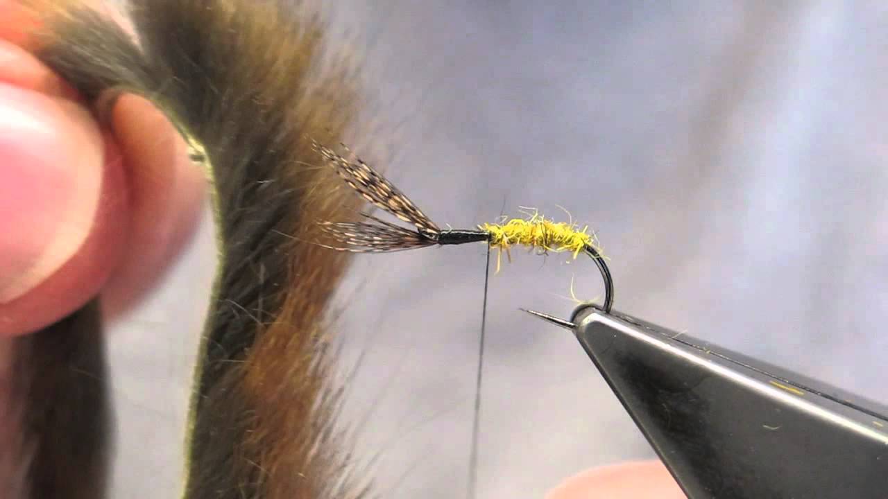 Partridge Pupa - tied by Hans Weilenmann - YouTube