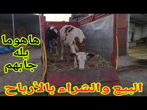 البيع والشراء بالأرباح 📢📢2 العجلات ديال التأصيل إتصل 06.66.21.69.68📞 ألو سي يوسف نواحي الغرب🇲🇦