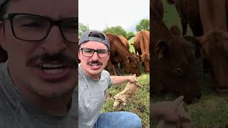 Friday farm life. TGIF I guess?  #drama #farmlife #cows #ranch #burgers #cow