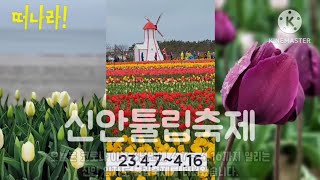 튤립축제,신안튤립축제,임자도튤립축제,대광해수욕장,대광해변,Blue Flag,@튤립축제