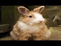 Bunny sounds  rabbit noises