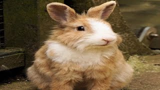 Bunny Sounds - Rabbit Noises