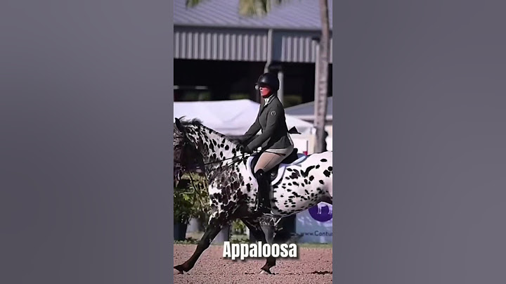 horse breeds from the usa#horses #equestrains #edit