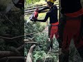 【チェンソー刻み】 #アーボプラス #特殊伐採 #林業 #climbing #chainsaw