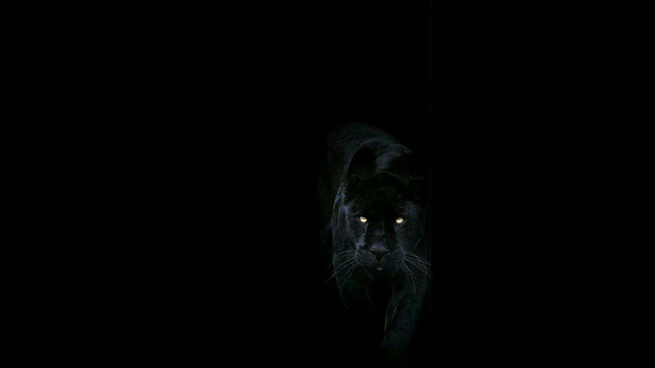 ZTE AXON7 AOSP Extended v5.3 android 8.1 Часть первая.