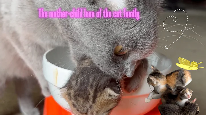 Video 5418101: british shorthair cat kitten, lilac british shorthair cat, british shorthair kitten meets, british shorthair kitten first, kittens mother cat, kitten love