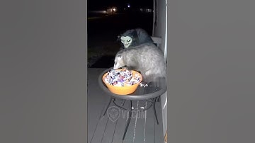 Witch Scares Possum Half To Death 😂🧙‍♀️