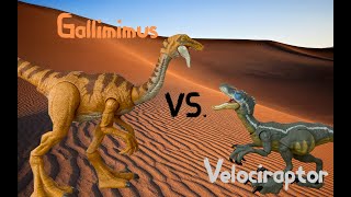 Gallimimus Vs Velociraptor