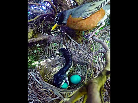 Vidéo: Hatch Ideas confortablement dans un Birdsnest géant