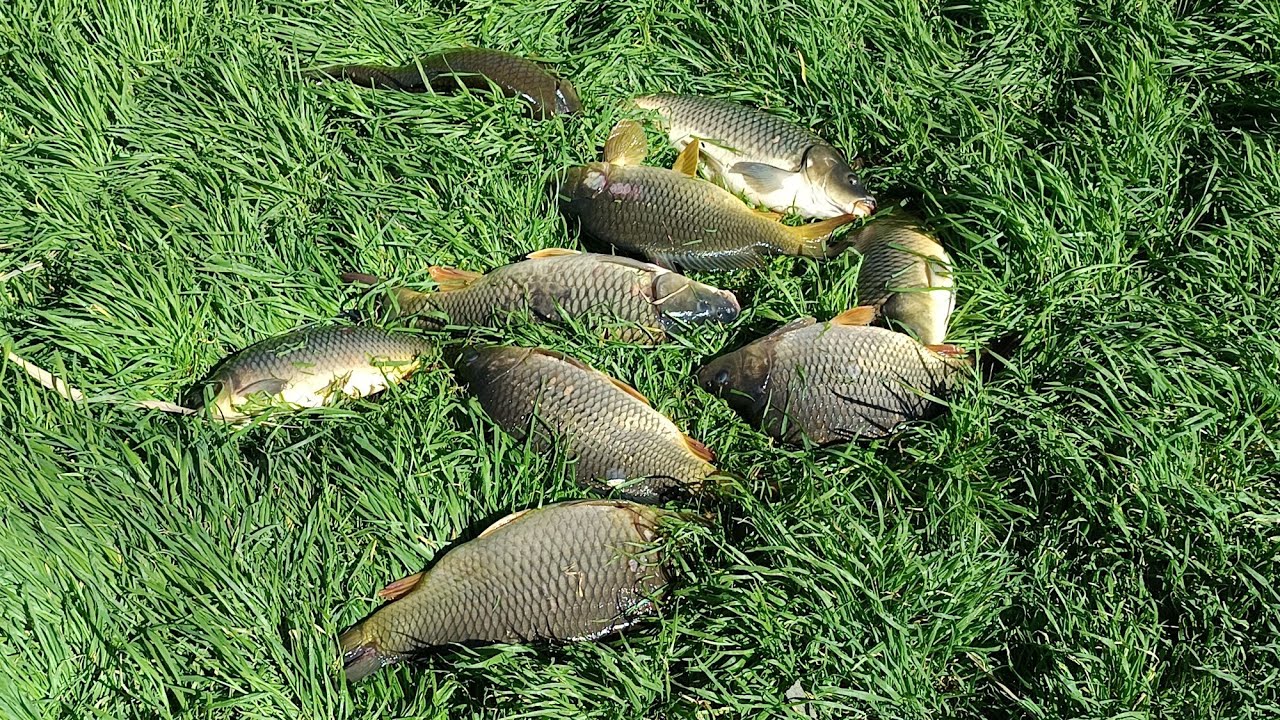 Bubuiala la crapi cu undita,balta ASN 2024