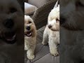 Cute puppies 😍 pranking