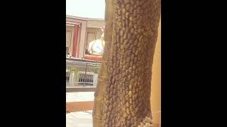 Kaliya nag#🐍 char Dham Vrindavan#princevillagelife 🙏
