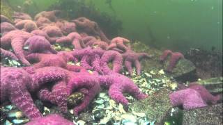 Starfish GoPro Timelapse, Nimmo Bay