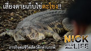 ภารกิจเก็บไข่ตะโขง!! Nick Wildlife EP.44