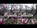 Magnifique collection magnolia
