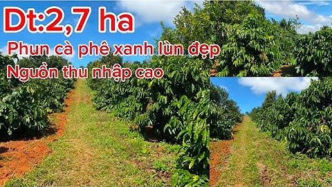Bán lô đất cà phê tơ đẹp dt:2,7 ha ôm đường bê tông có ao riêng nguồn thu nhập cao giá rẻ 