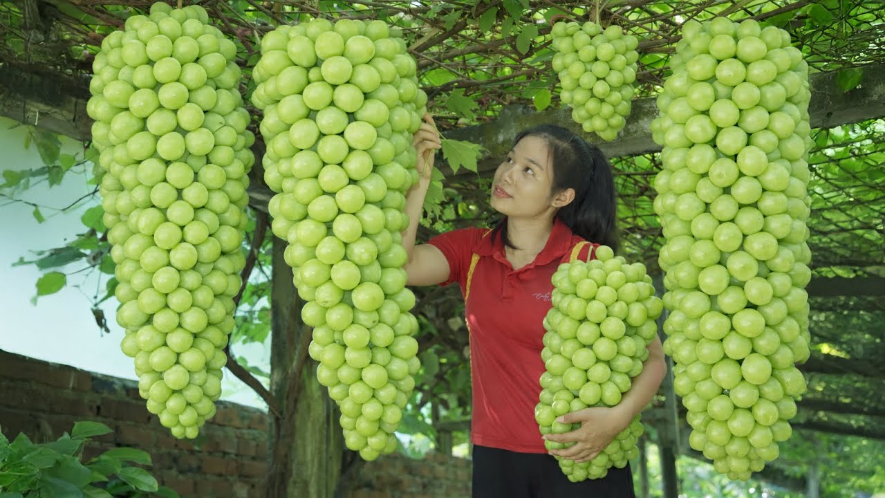 TIMELAPSE -- Harvesting 1000+ Giant Green Grapes, Go to Market Sell | Countryside Life