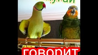Попугай говорит. Приколы. Попугай говорит. Приколы.