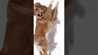 My Dog Tries to Climb a Snow Pile and Fails Hilariously!
