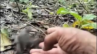 Panen ciblek || suara pikat ciblek || ciblek kejepit
