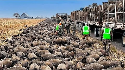 Texas Farmers Found a GENIUS Way to Stop 1000s of Rampaging Wild Boars And It's UNBELIEVABLE!