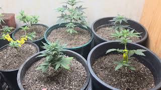 ANOTHER INDOOR UPDATE. THE GIRLS ARE GROWING LIKE CRAZY 