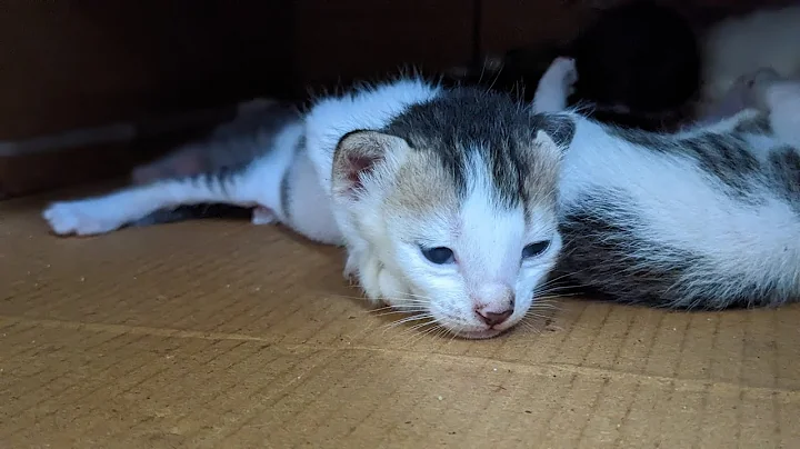 Video 2472421: cat kitten funny compilation, cats cute kittens compilation, cats compilation cute animals, kitten newborn baby