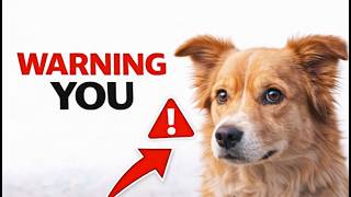YOUR DOG IS TRYING TO WARN YOU 🐶