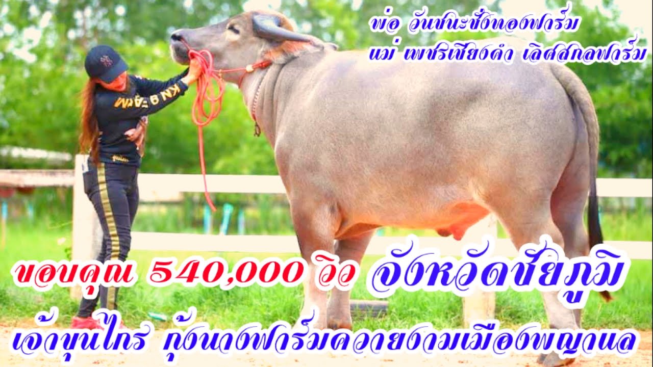 เยี่ยมชมกุ้งนางควายงาม เมืองพญาแล จ้าวขุนไกร อ.เมือง จ.ชัยภูมิ