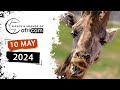 Sights and Sounds of Africam - 10 May 2024