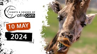 Sights and Sounds of Africam  10 May 2024