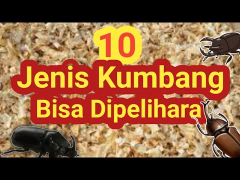 10 Jenis Kumbang Tanduk Yang Bisa Dipelihara