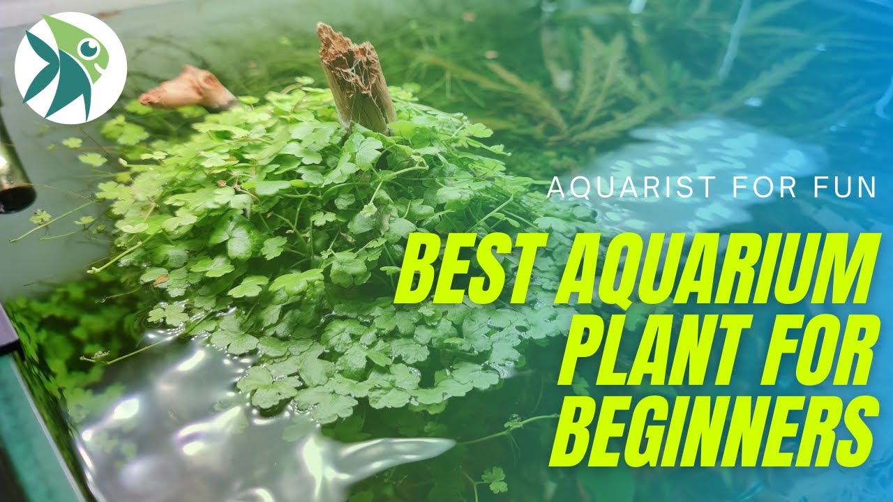 The EASIEST AQUARIUM Plant every BEGINNERS should have (HYDROCOTYLE TRIPARTITA)