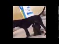 Dog humps mouth