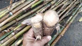 Bambu buntet dalam dunia mistik Indonesia sebagai jimat dipercaya memiliki energi positif. 
