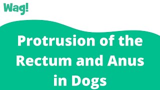 Protrusion of the Rectum and Anus in Dogs | Wag!
