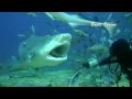 Fiji shark diving with aquatrek at pacific harbour