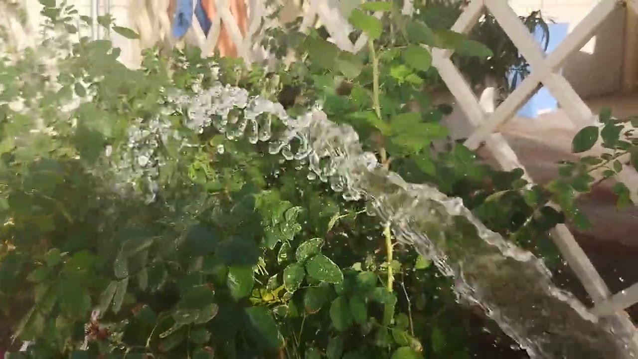 ዉዲቤተሰቦቸ  ሰብስክ ራዪብ ሸርማረግ እዳረሱ