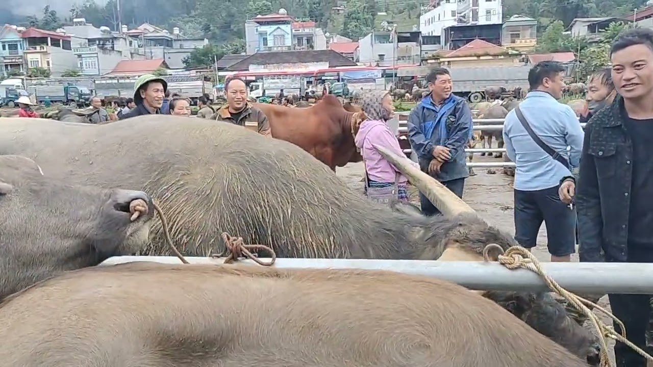 Có con trâu bán giá 85 triệu chợ trâu bắc Hà 