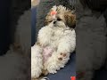 cute #shihtzu