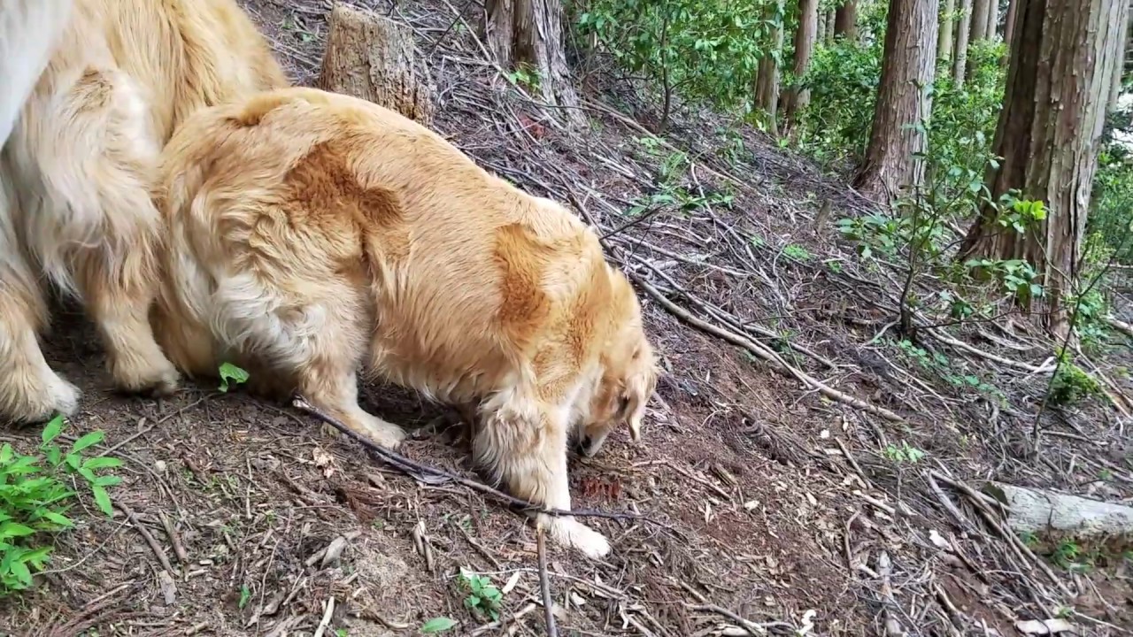 山歩き安全マップ Golden retriever harvests bamboo shoots on its own