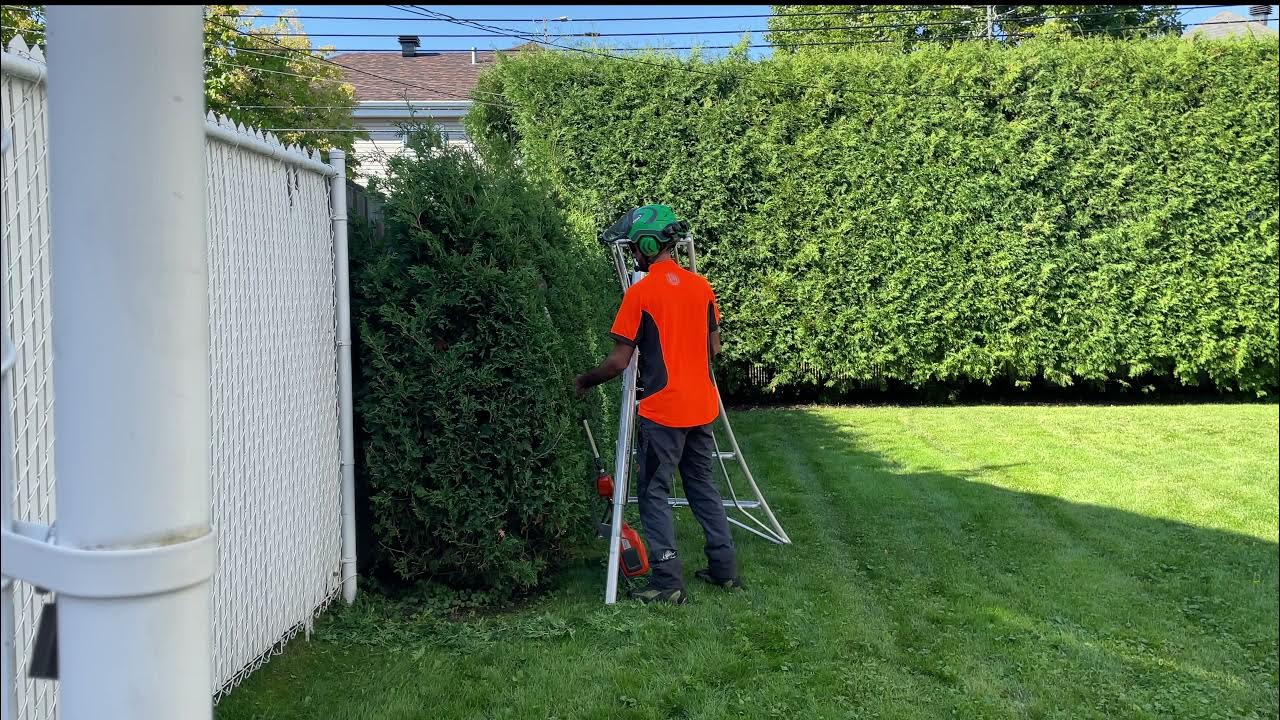 HOW TO SHAPE A YOUNG CEDAR HEDGE ? + some of my hedge trimming basics