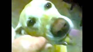 Doggeh NOM NOMS Peanut Butter! ;P