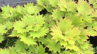 A QUICK LOOK AT MY JAPANESE MOON MAPLE TREE OR GOLDEN FULL MOON MAPLE  Acer shirasawanum 'Aureum'